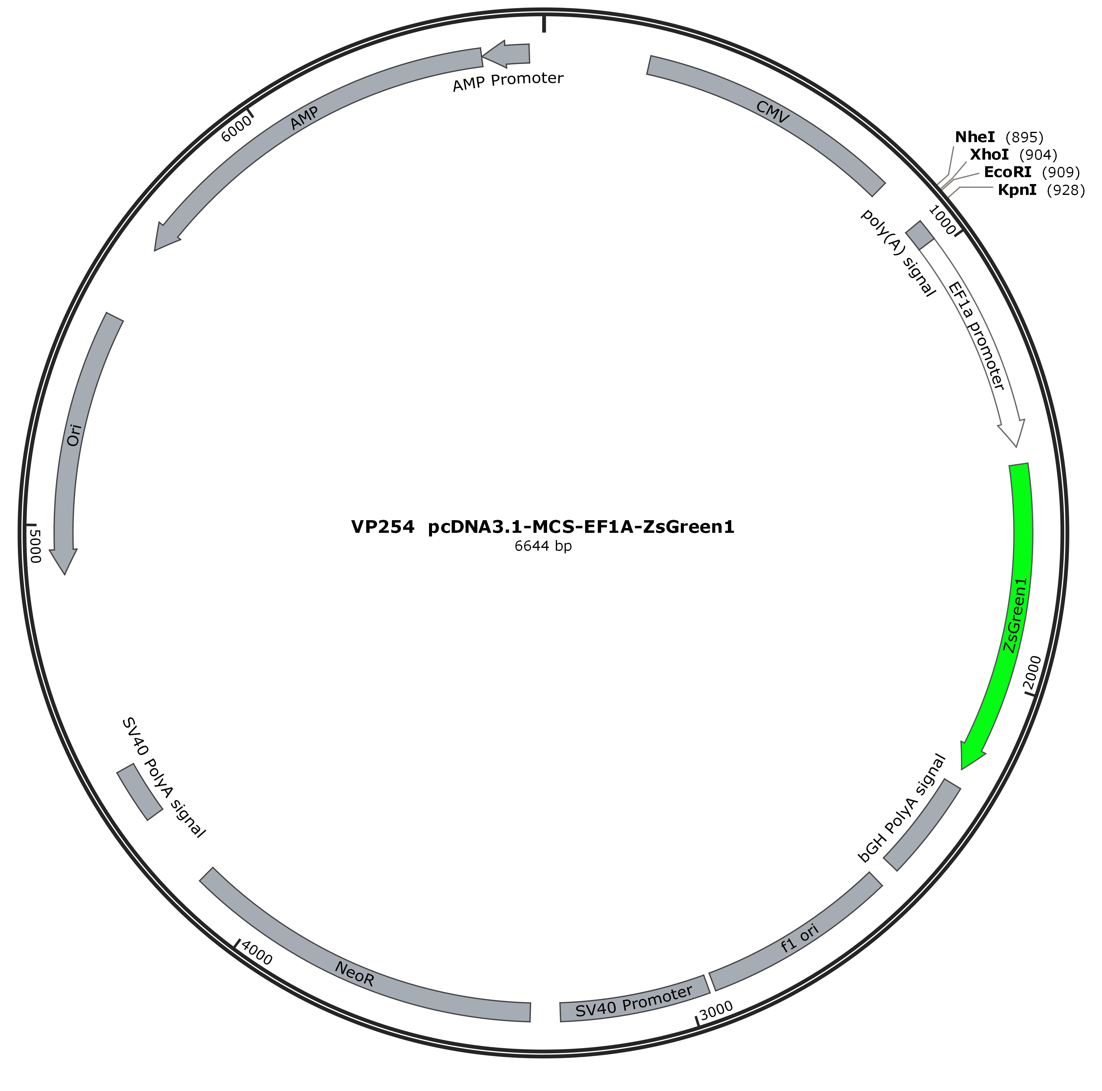 pcDNA3.1-MCS-EF1A-ZsGreen1